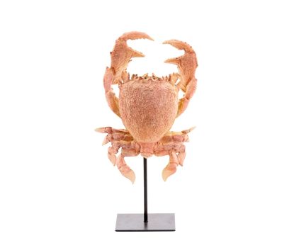 Ornament op voet 23x12,5x42,5 cm CRAB licht koraal