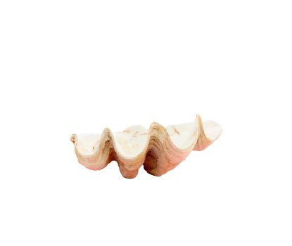 Ornament 41x25x17 cm SHELL koraal+crème