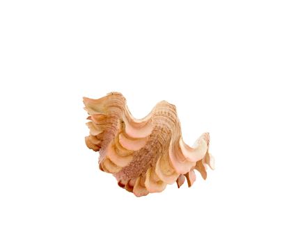 Ornament 23,5x18x11 cm SHELL coral+cream
