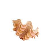 Ornament 23,5x18x11 cm SHELL coral+cream